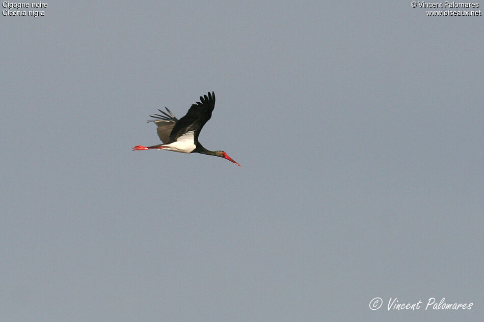 Cigogne noireadulte