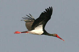 Black Stork