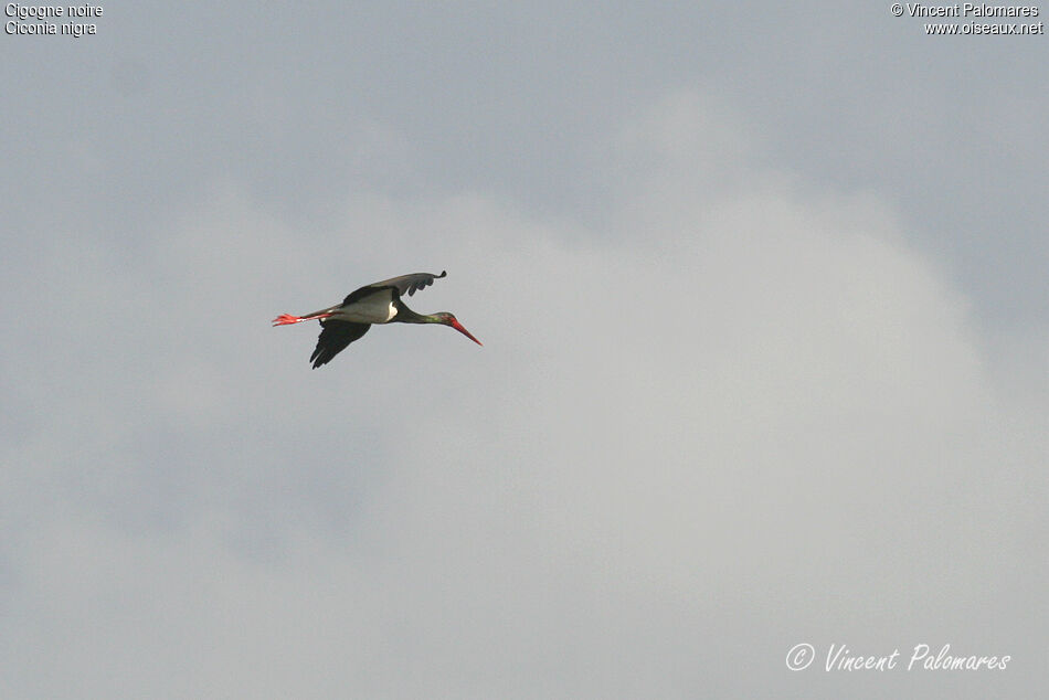 Cigogne noireadulte