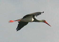 Black Stork