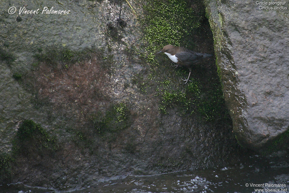 White-throated Dipper