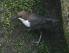 White-throated Dipper