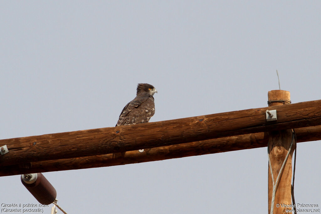 Black-chested Snake Eagle