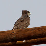 Black-chested Snake Eagle