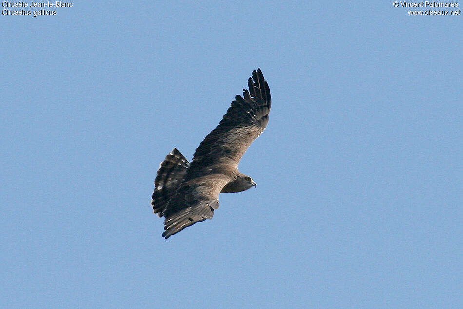 Short-toed Snake Eagle