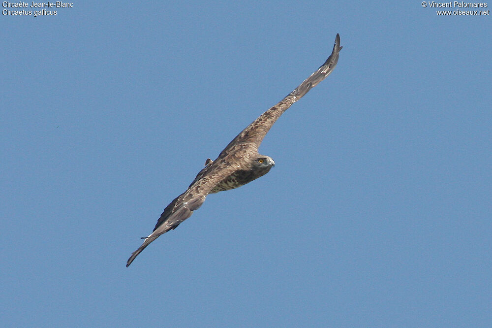 Short-toed Snake Eagle