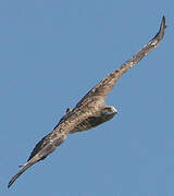 Short-toed Snake Eagle