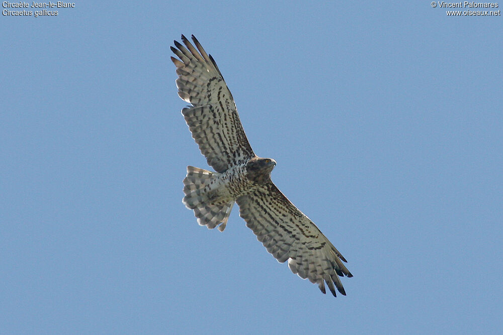 Short-toed Snake Eagle