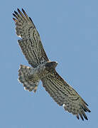 Short-toed Snake Eagle