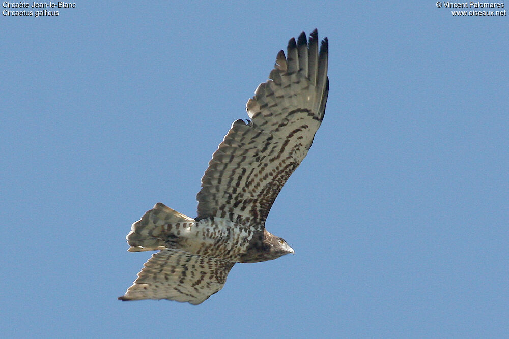 Short-toed Snake Eagle