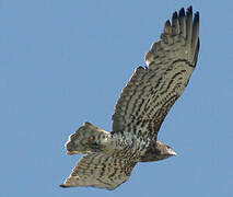 Short-toed Snake Eagle