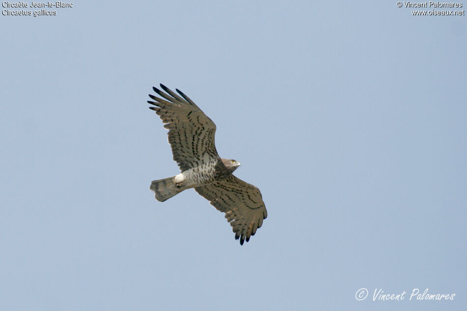 Short-toed Snake Eagle