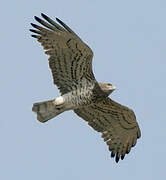 Short-toed Snake Eagle