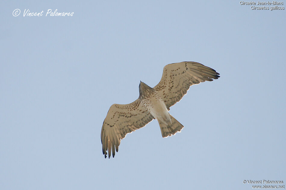 Short-toed Snake Eagle