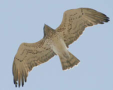 Short-toed Snake Eagle