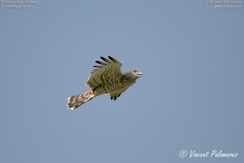 Short-toed Snake Eagle