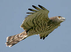 Short-toed Snake Eagle