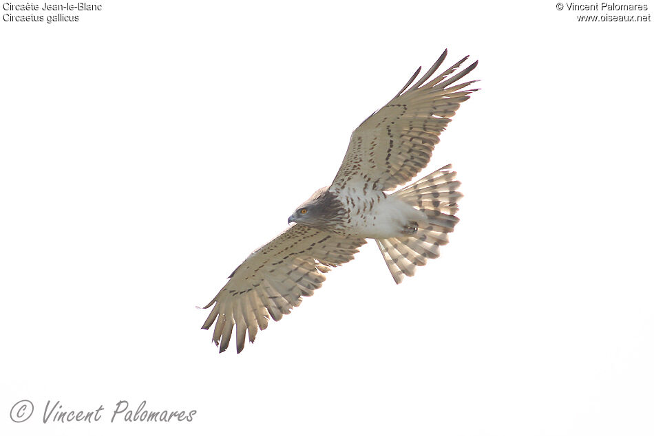 Short-toed Snake Eagle