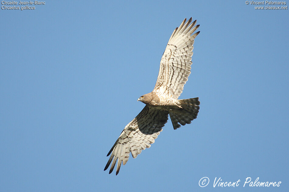 Short-toed Snake Eagle