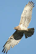 Short-toed Snake Eagle