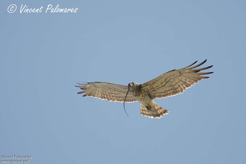 Short-toed Snake Eagleadult, Flight, feeding habits