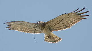 Short-toed Snake Eagle