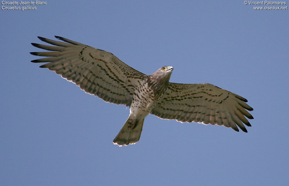 Short-toed Snake Eagle