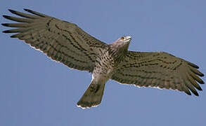 Short-toed Snake Eagle