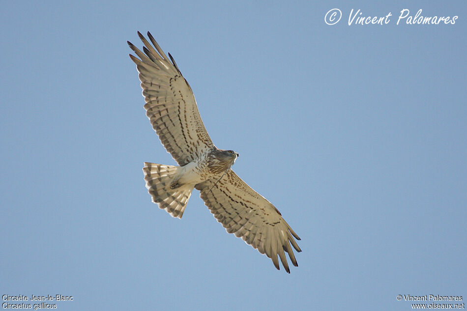 Short-toed Snake Eagle, feeding habits