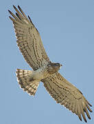 Short-toed Snake Eagle