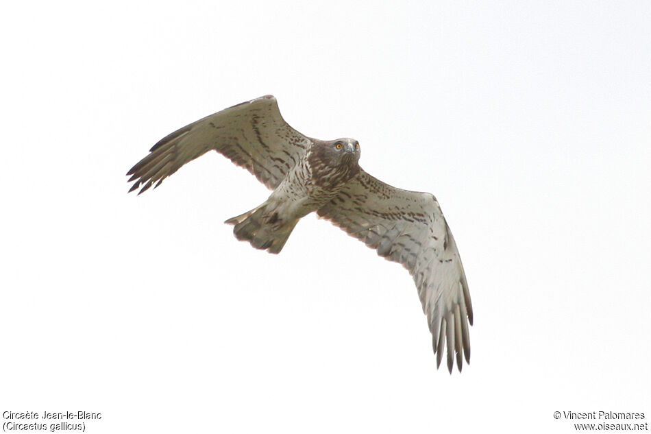 Short-toed Snake Eagle