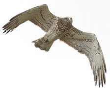 Short-toed Snake Eagle