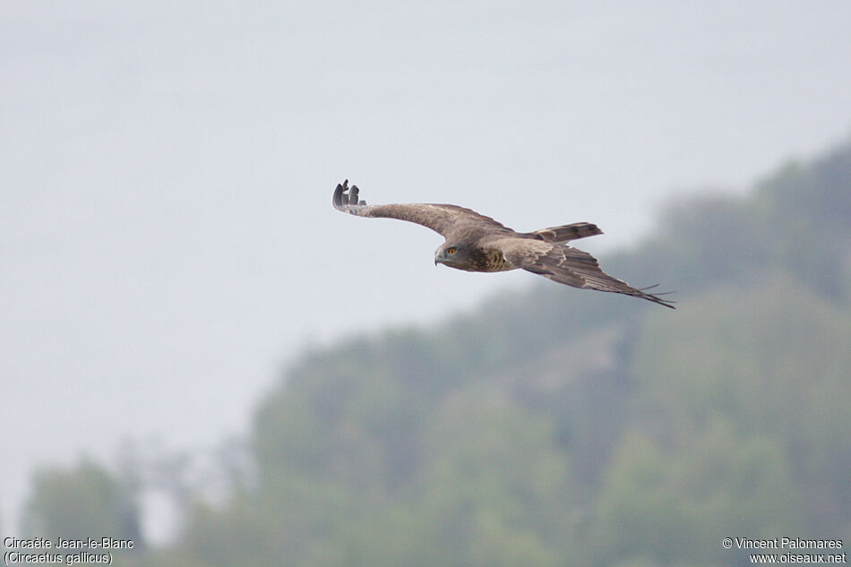 Short-toed Snake Eagle