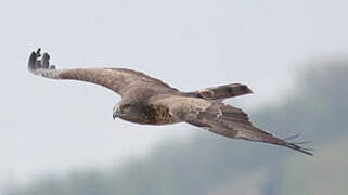 Short-toed Snake Eagle