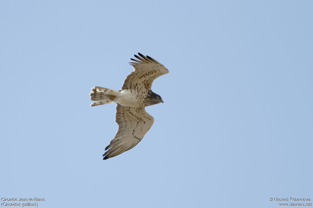 Short-toed Snake Eagle