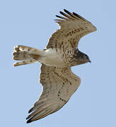 Short-toed Snake Eagle