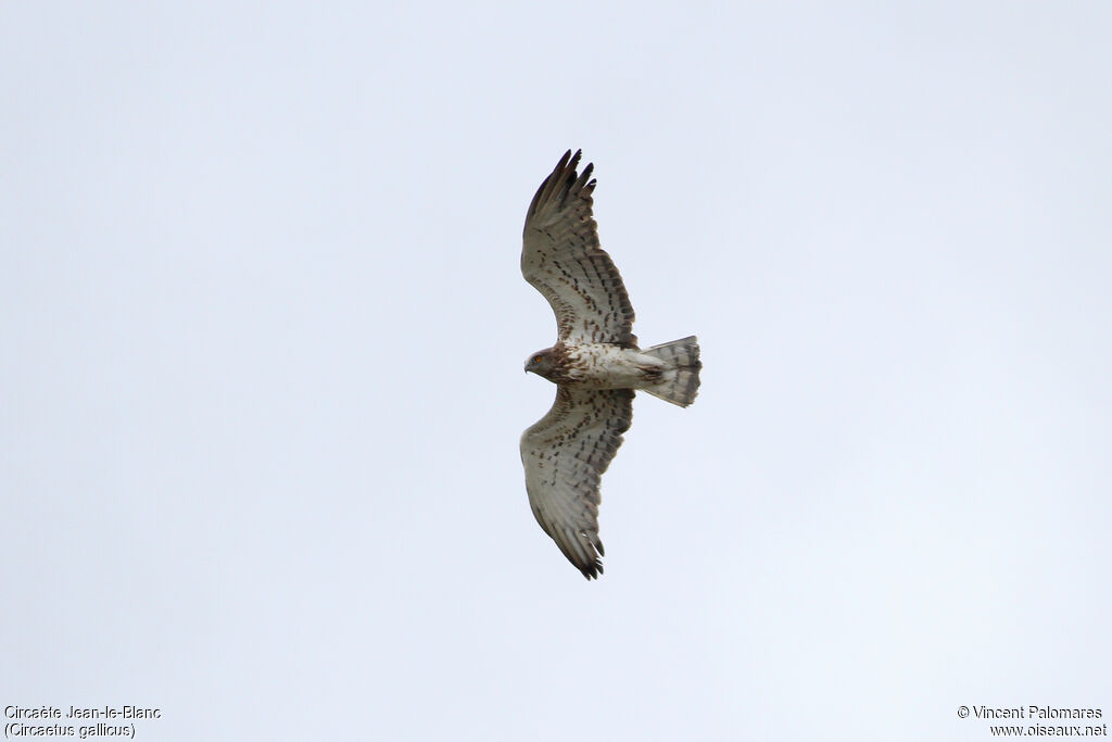 Short-toed Snake Eagle