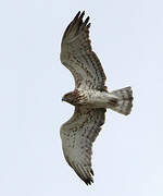 Short-toed Snake Eagle