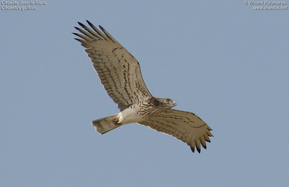 Short-toed Snake Eagle