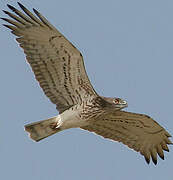 Short-toed Snake Eagle