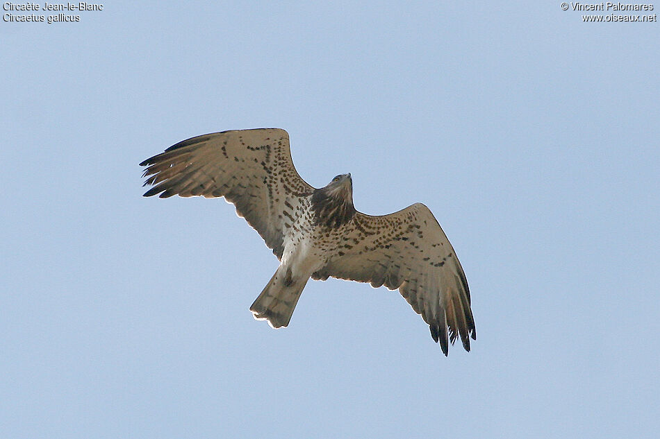 Short-toed Snake Eagle