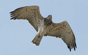 Short-toed Snake Eagle