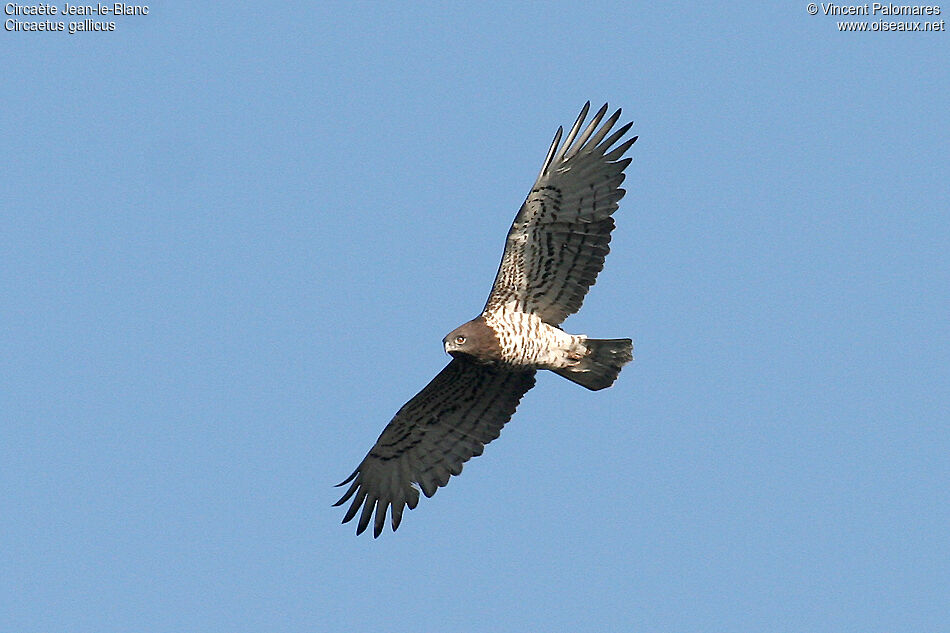 Short-toed Snake Eagle