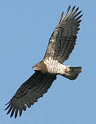 Short-toed Snake Eagle