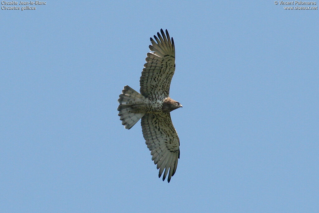 Circaète Jean-le-Blanc