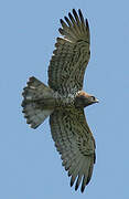 Short-toed Snake Eagle