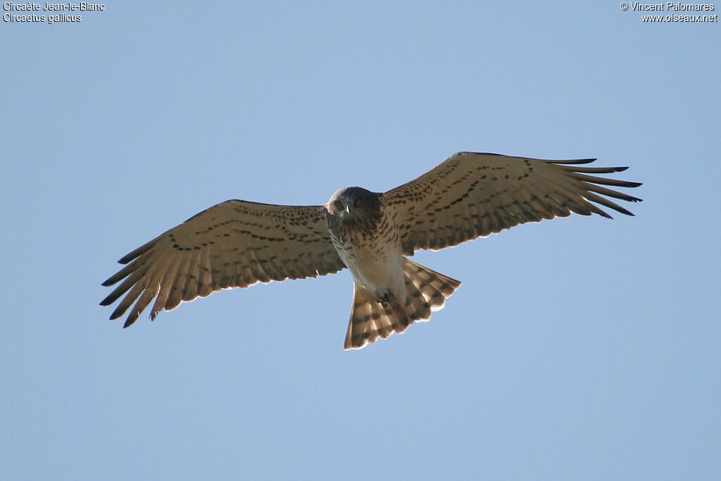 Short-toed Snake Eagle