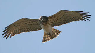 Short-toed Snake Eagle