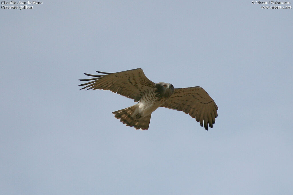 Short-toed Snake Eagle