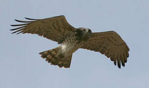 Short-toed Snake Eagle